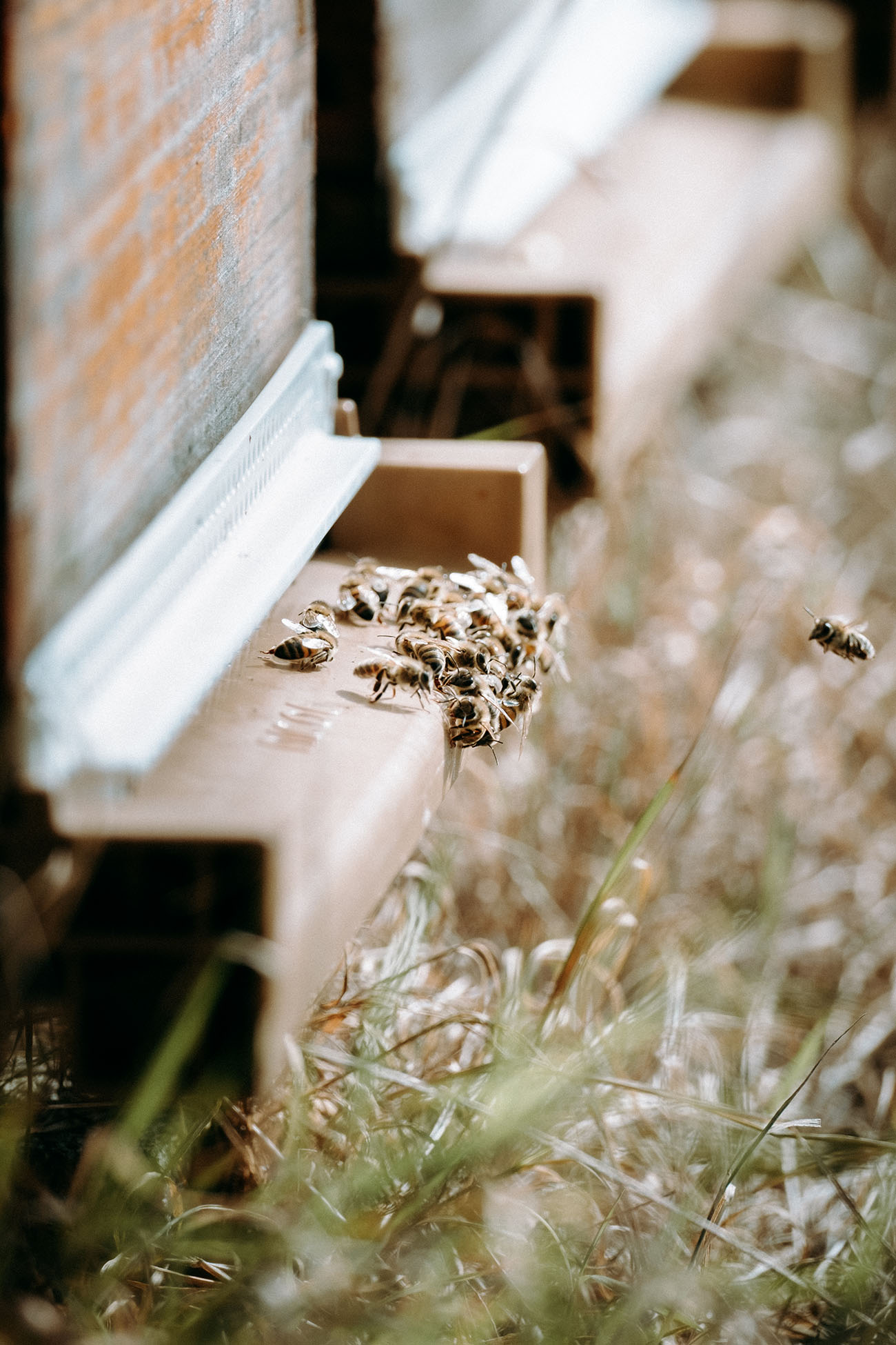 Photographie abeilles communes du Limousin